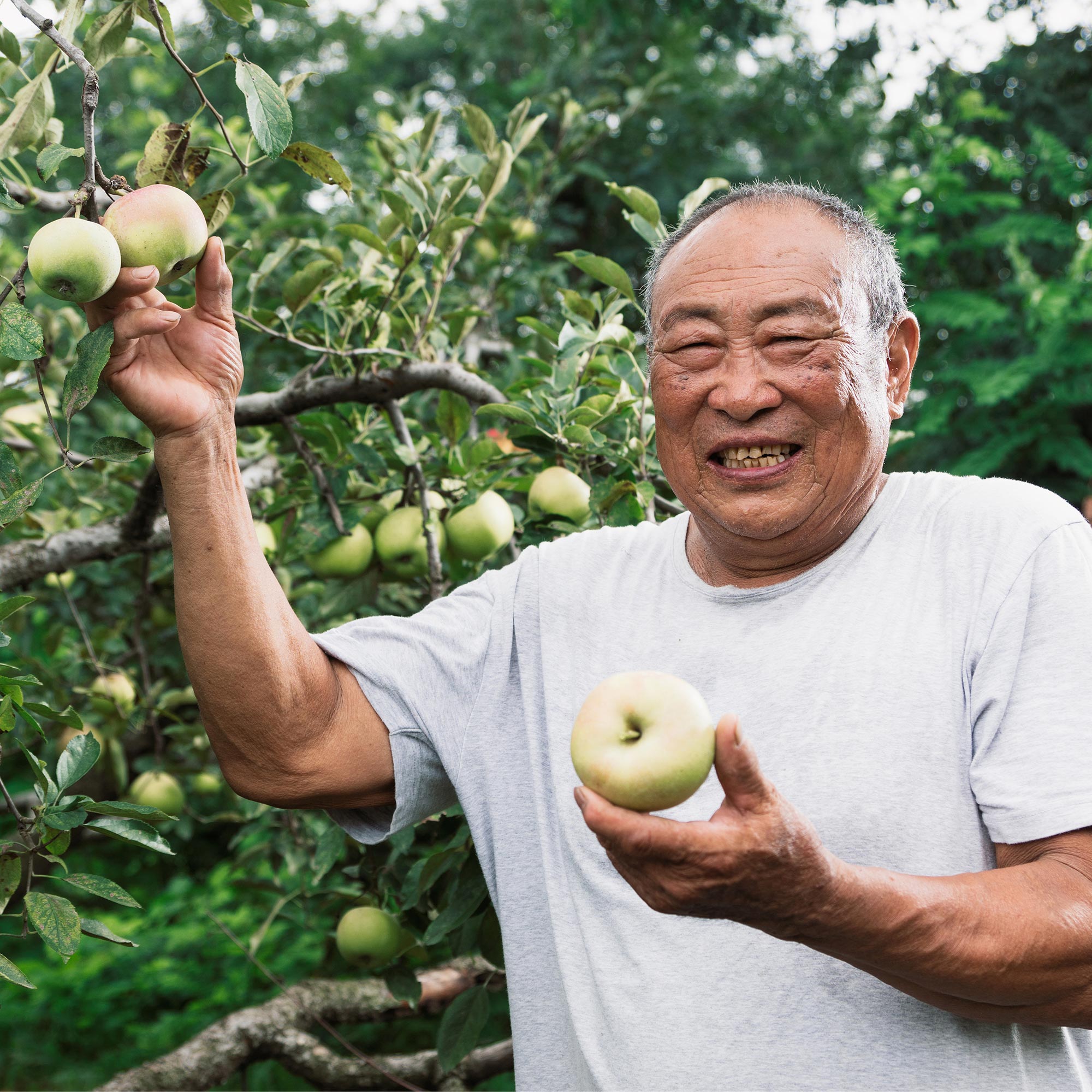Glad äldre man står ute och plockar gröna äpplen